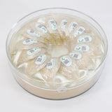 Fulgenthall 3A Edible Bird's Nest Excellence Series-80g/Box Bird's Nest Soup